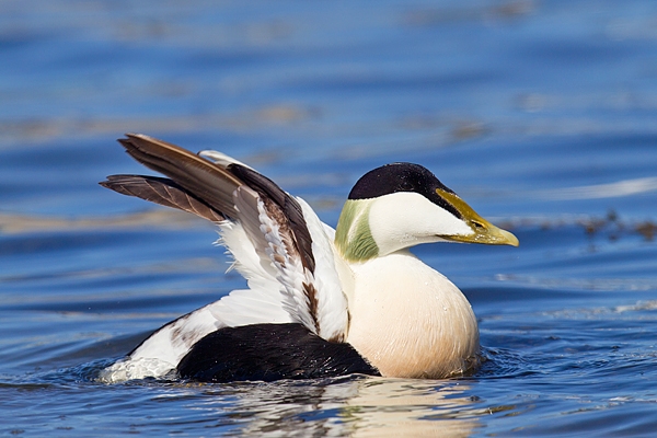 Male Eider raising wings. Apr.'16.