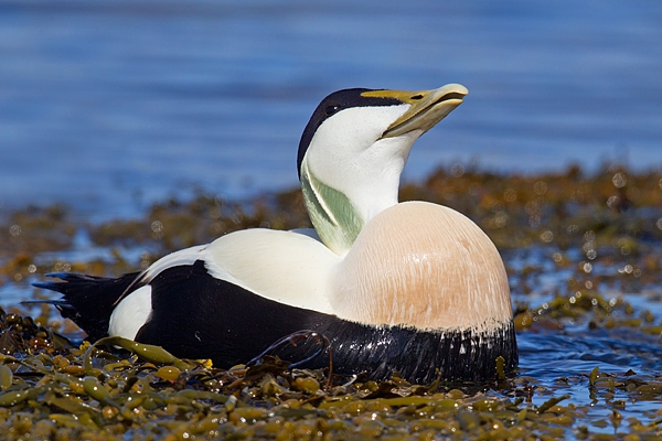 Male Eider displaying in seaweed. Apr.'16.