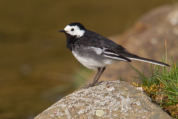 Pied Wagtail on rock. May.'16.