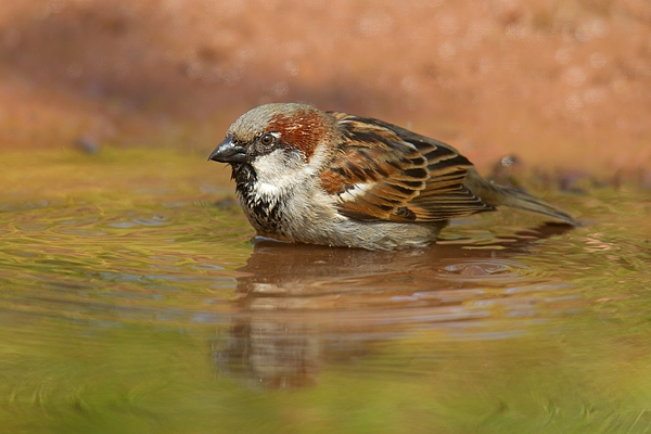 House Sparrow,m bathing. May.'16.