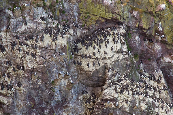 Nesting guillemots,kittiwakes and razorbills. May.'16.