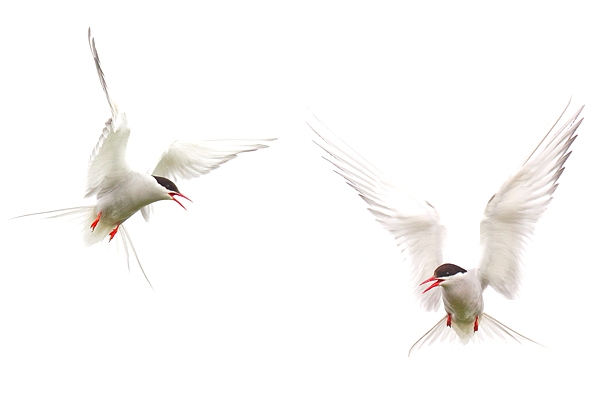 2 Arctic Terns. June '16.