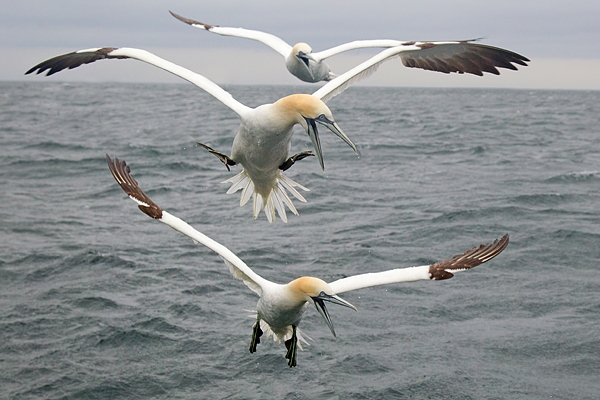 3 Gannets. July. '16.