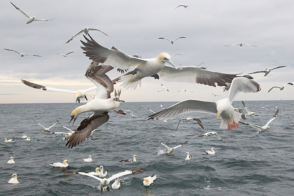 Gannets.Hungry mob 2. July '16.