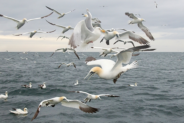 Gannets.Hungry mob 1. July '16.