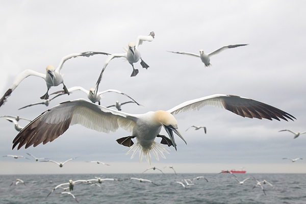 Gannets. The mob. July '16.