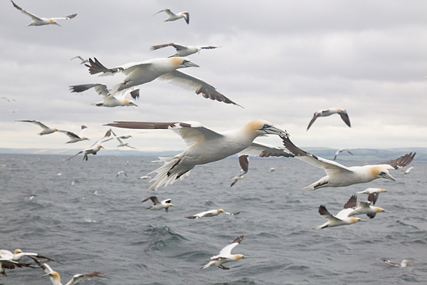 Gannets in formation. July '16.