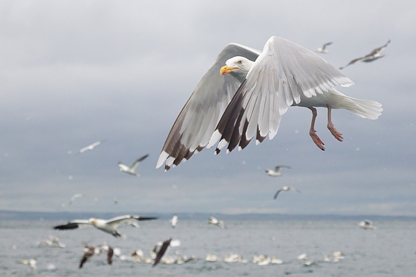 Herring Gull with Gannets. July '16.