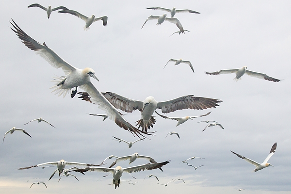 Gannets following. July '16.