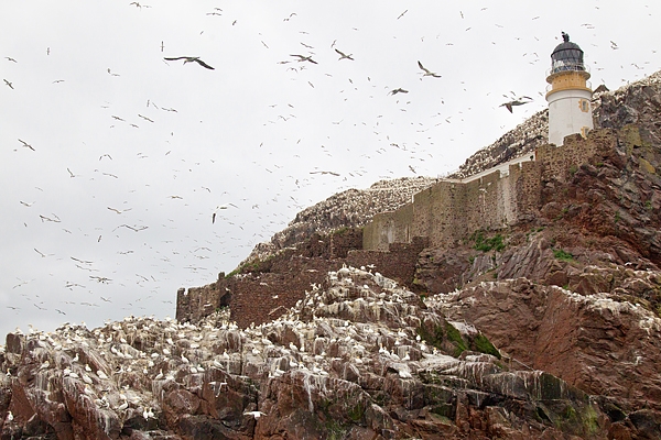 The Bass lighthouse Gannets. July '16.