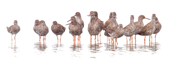 Redshank panoramic. July '16.