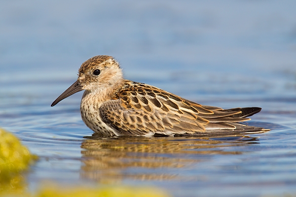 Dunlin bathing 2. July '16.