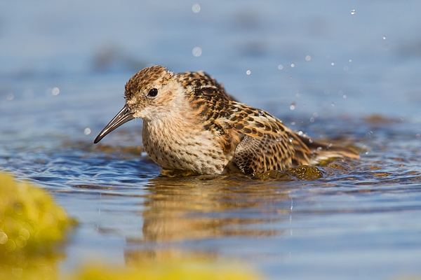 Dunlin bathing 1. July '16.