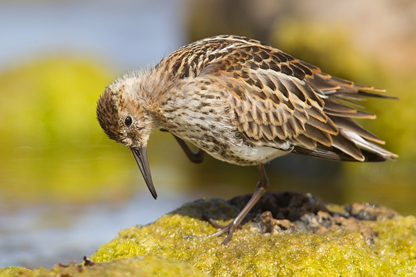 Dunlin scratching. July '16.