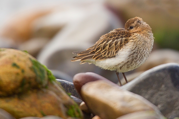 Dunlin amid stones. Aug. '16.