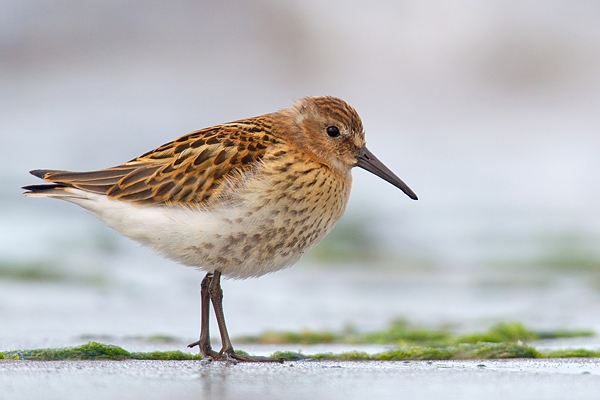 Dunlin on beach. Aug. '16.