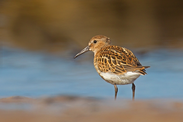 Dunlin. Aug. '16.