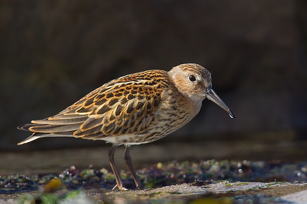 Dunlin at beach. Aug. '16.