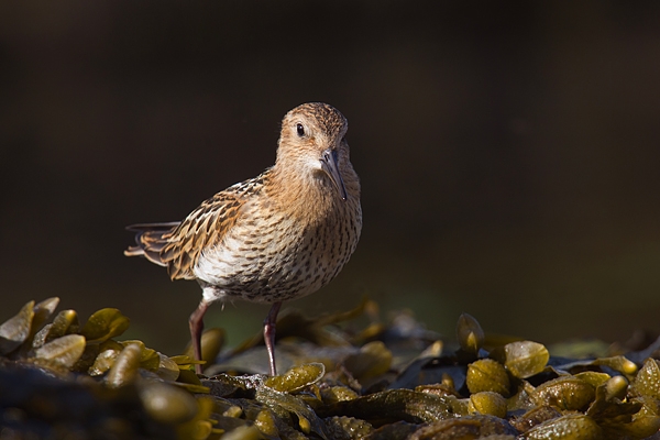 Dunlin on seaweed. Aug. '16.