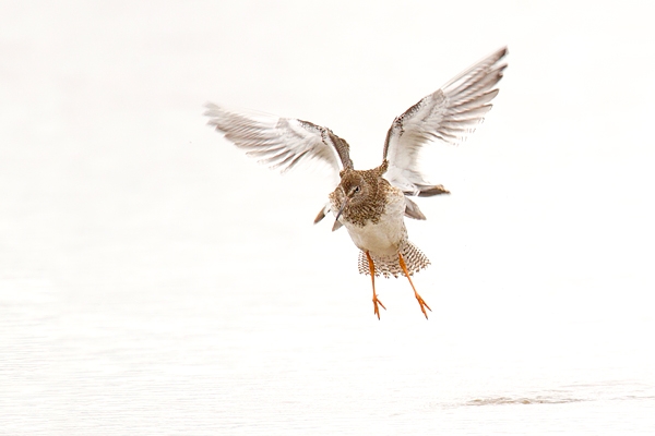 Redshank take off. Aug. '16.