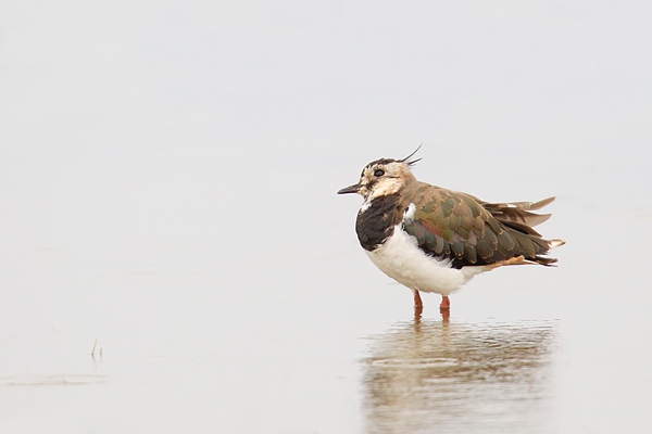 Lapwing looking up. Aug. '16.