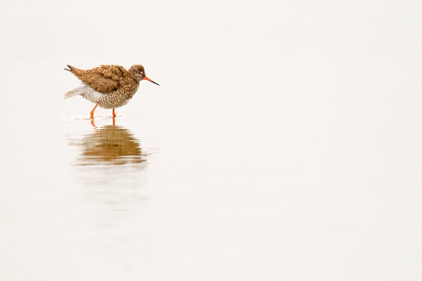 Redshank fluffed up. Aug. '16.