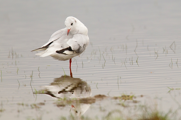 Black headed Gull and reflection. Aug. '16.