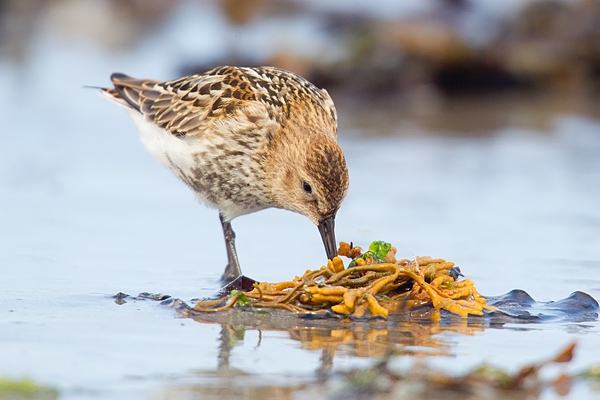 Dunlin probing seaweed. Aug. '16.