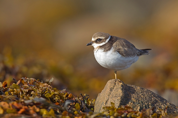 Juvenile Ringed Plover on rock. Aug. '16.