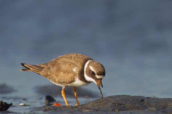 Ringed Plover pulling up worm. Aug. '16.