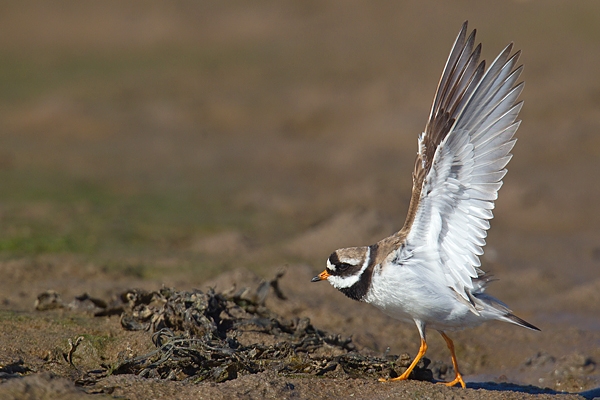 Ringed Plover wing stretching. Sept. '16.