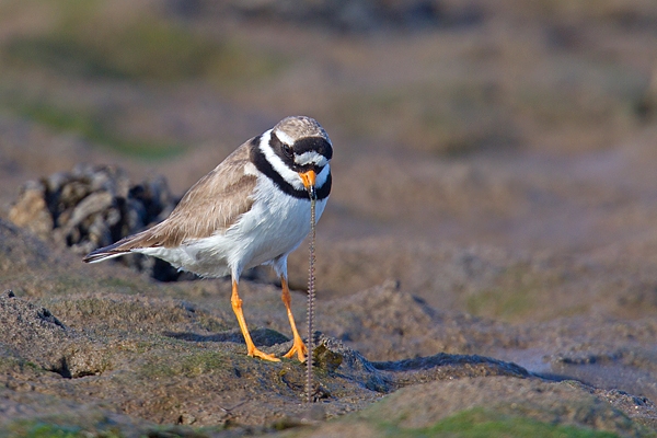 Ringed Plover pulling up worm. Sept. '16.