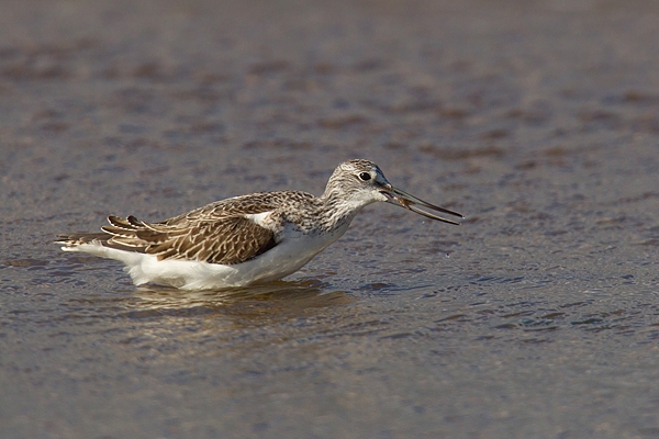 Greenshank feeding. Sept. '16.