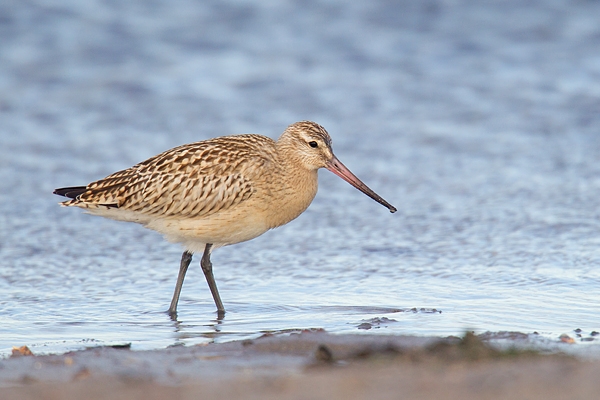 Bar tailed Godwit. Sept. '16.