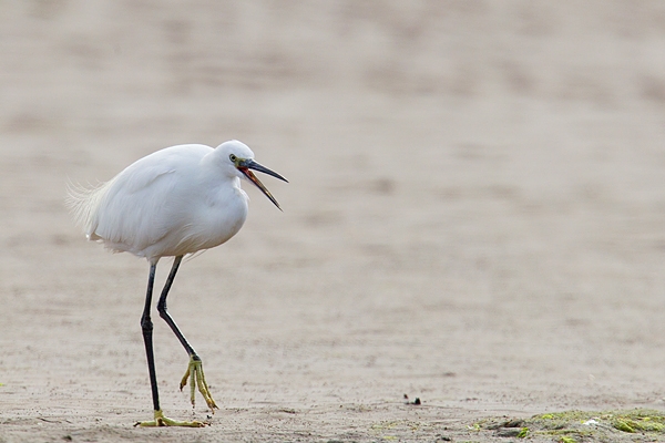 Little Egret walking and squawking. Sept. '16.