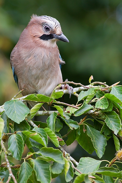 Jay on beech branch 3. Sept. '16.