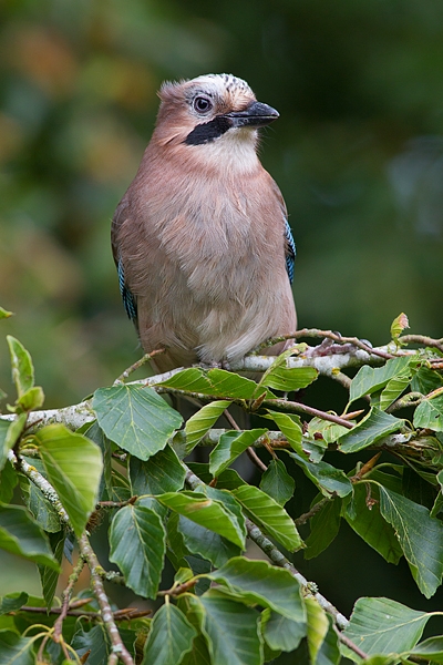 Jay on beech branch 2. Sept. '16.