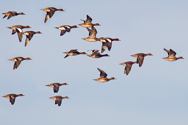 Flock of Wigeon in flight. Oct. '16.