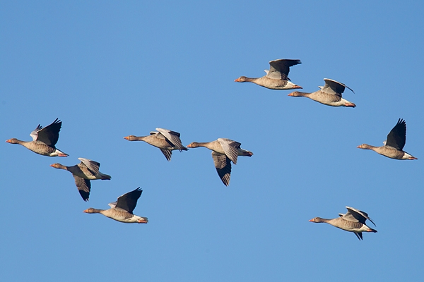 Pink footed Geese in flight 1. Nov. '16.
