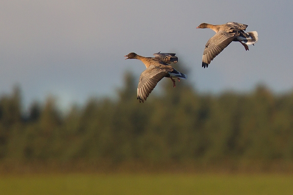 Pink footed Geese coming in to land 2. Nov. '16.