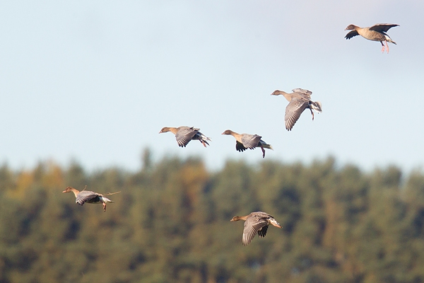 Pink footed Geese coming in to land 1. Nov. '16.