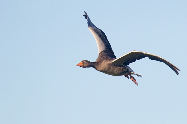 Pink footed Goose in flight. Nov. '16.