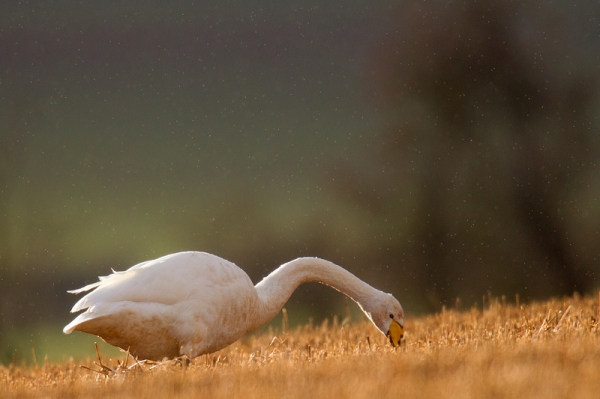 Whooper Swan feeding in the drizzle. Nov. '16.