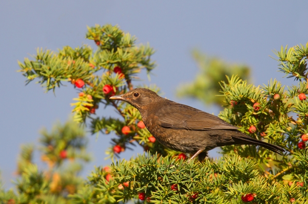 Fem.Blackbird feeding on yew. Nov. '16.