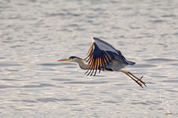 Grey Heron taking off. Dec. '16.