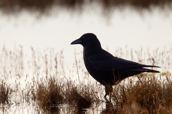 Carrion Crow silhouette. Dec. '16.