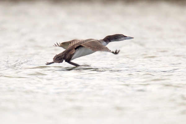 Great Northern Diver taking off. Jan. '17.