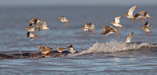 Flock of Redshanks taking off. Jan '17.