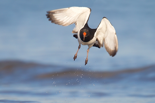 Oystercatcher lift off. Jan '17.