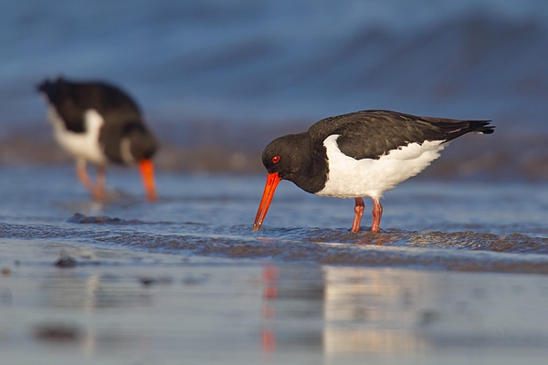 2 Oystercatchers feeding. Jan '17.